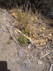 Limonium companyonis