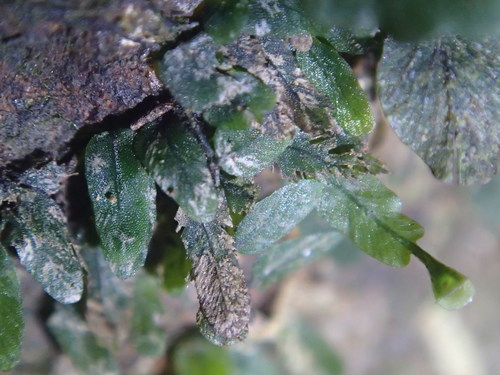 Didymoglossum beaverianum image