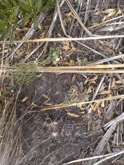 Limonium companyonis