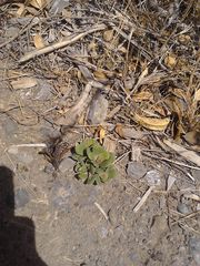 Limonium companyonis