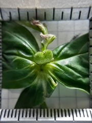 Spigelia