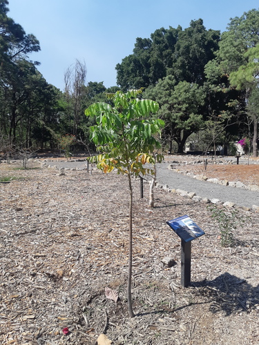 Bursera attenuata (Rose) Riley