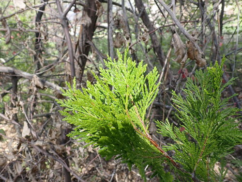 incense cedar (Calocedrus decurrens)