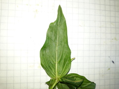 Spigelia