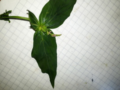 Spigelia