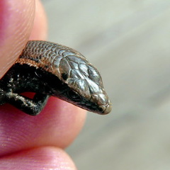 Oligosoma smithi