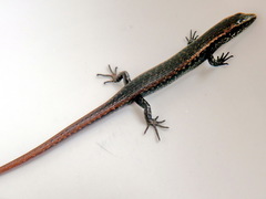 Oligosoma smithi