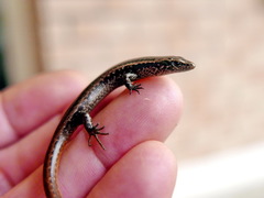 Oligosoma smithi