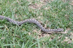 Crotalus intermedius