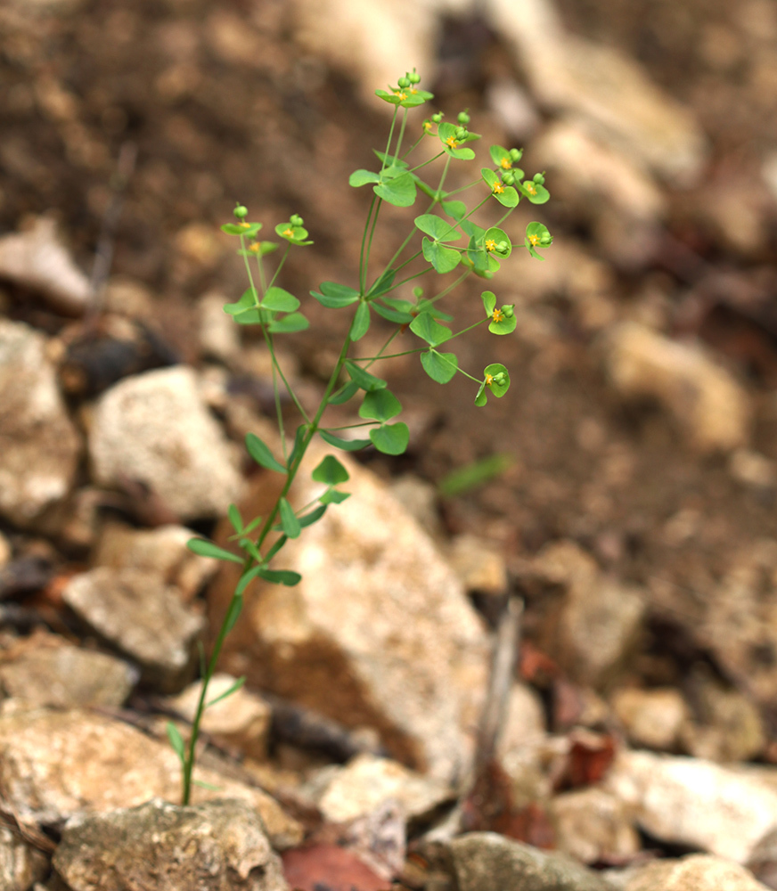 Euphorbia borealis