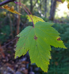 Acer glabrum douglasii