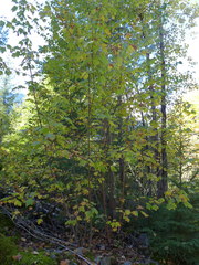 Acer glabrum douglasii