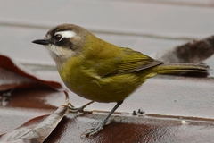 Chlorospingus flavopectus