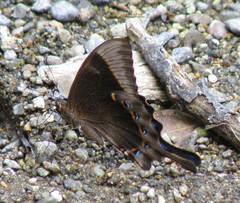 Papilio pericles