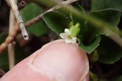Viola cleistogamoides