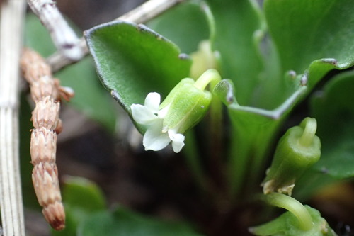 Viola cleistogamoides (L.G.Adams) Seppelt