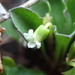 Viola cleistogamoides - Photo Sem direitos reservados, uploaded by corunastylis