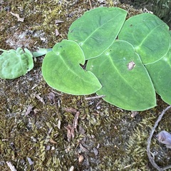 Monstera dubia image