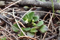 Viola cleistogamoides
