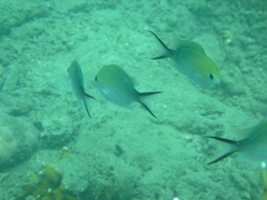 Chromis ternatensis