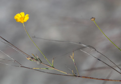 Thelesperma simplicifolium