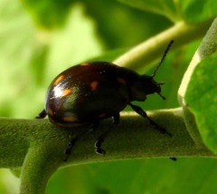 Leptinotarsa behrensi