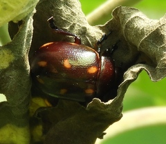 Leptinotarsa behrensi
