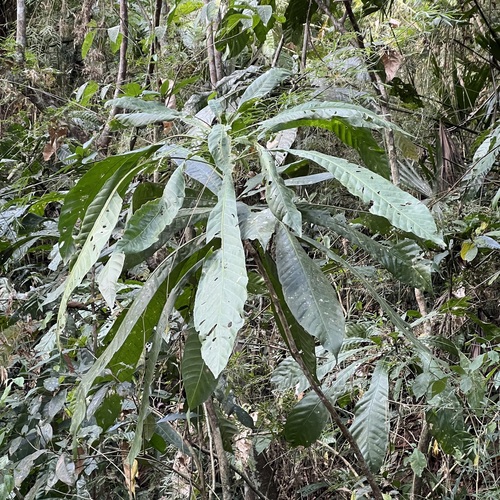 Gustavia superba, photograph 5