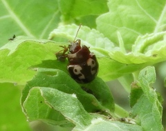 Calligrapha intermedia