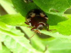 Calligrapha intermedia