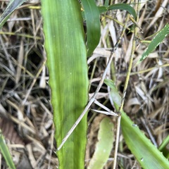 Aechmea magdalenae image