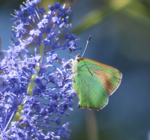 Lotus Hairstreak photo 6