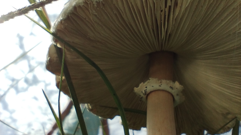 Macrolepiota bonaerensis · April 2023 · photo: © luiscapeletti (iNaturalist, cc0)