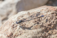 Argia immunda