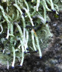 Pilophorus acicularis