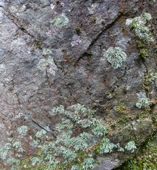 Pilophorus acicularis