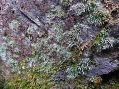 Pilophorus acicularis