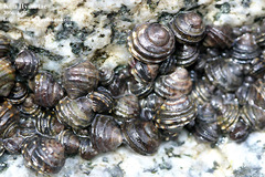 Littorina brevicula