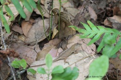 Anolis quercorum