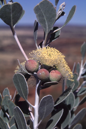 Eucalyptus minniritchi D.Nicolle 3