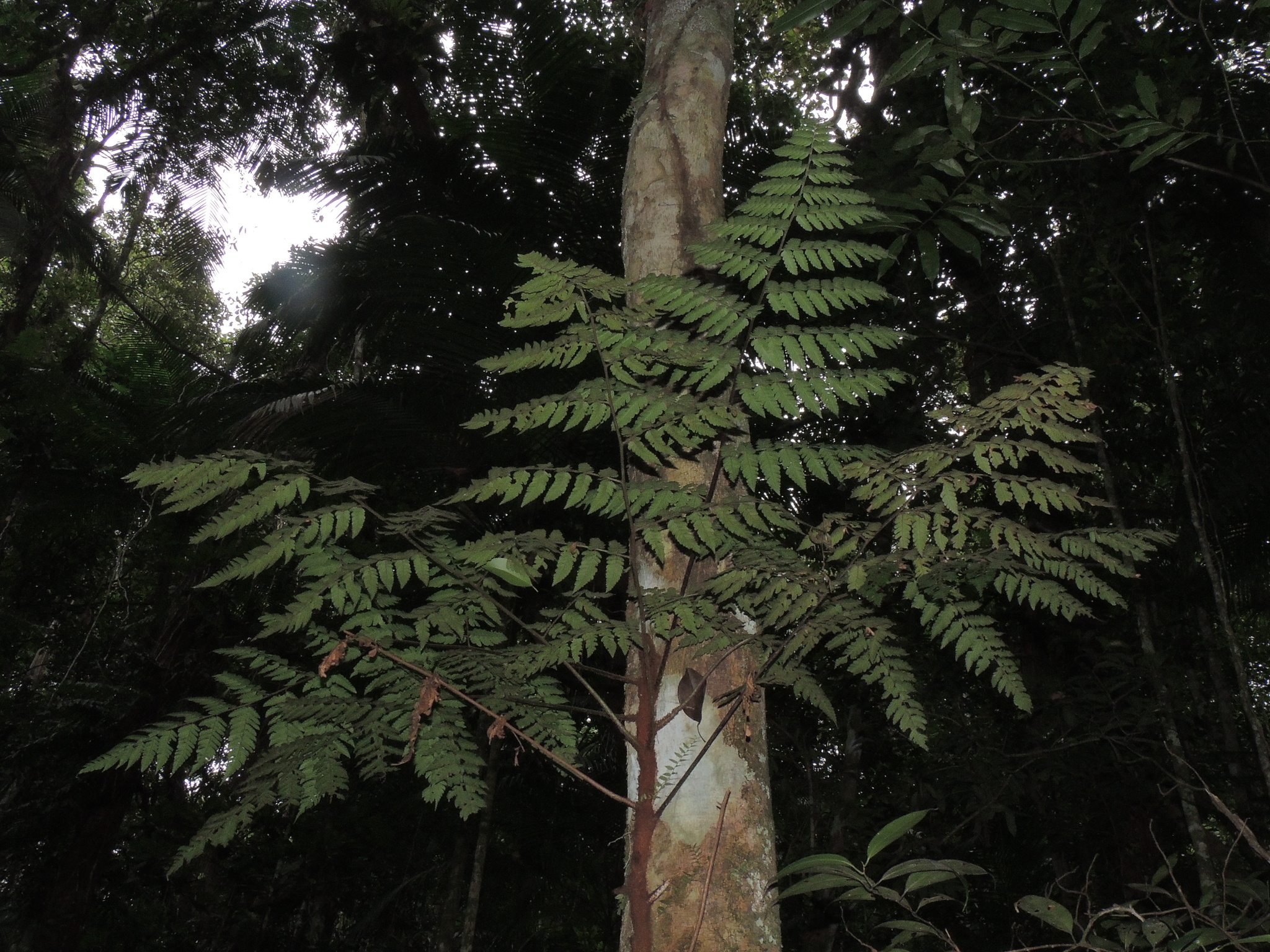 Polybotryoideae