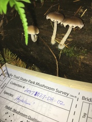 Psathyrella jilinensis
