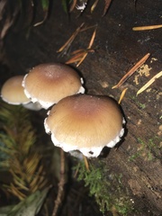 Psathyrella jilinensis