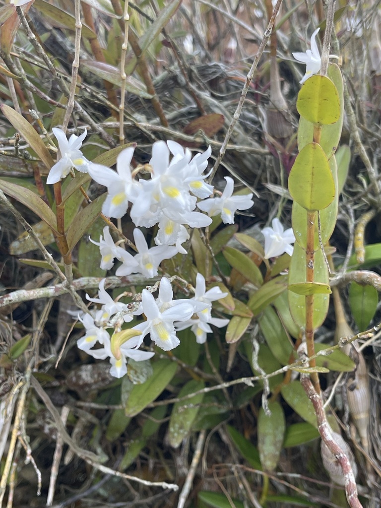 Dendrobium crumenatum Sw. 3