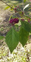 Callicarpa americana