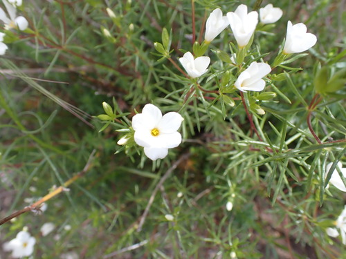 Image of Leptosiphon floribundus by no rights reserved