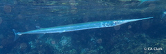 Platybelone argalus