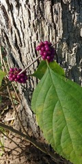 Callicarpa americana