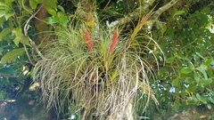 Tillandsia punctulata