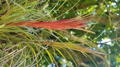 Tillandsia punctulata